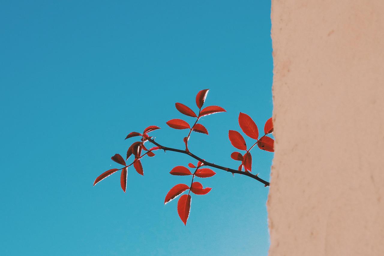 Contato